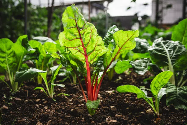 Palak
swiss-chard-crop-in-the-vegetabl